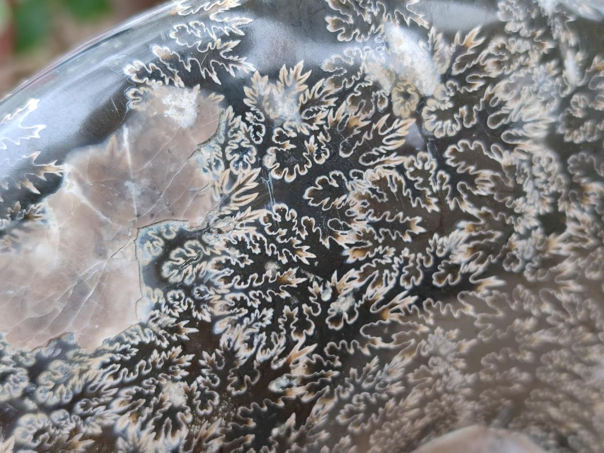 Polished Large "Jigsaw" Cleoniceras Ammonite Fossil x 1 From Tulear, Madagascar - Toprock Gemstones and Minerals 