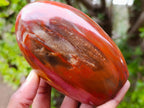 Polished Red Podocarpus Petrified Wood Standing Display Pieces x 4 From Mahajanga, Madagascar - Toprock Gemstones and Minerals 