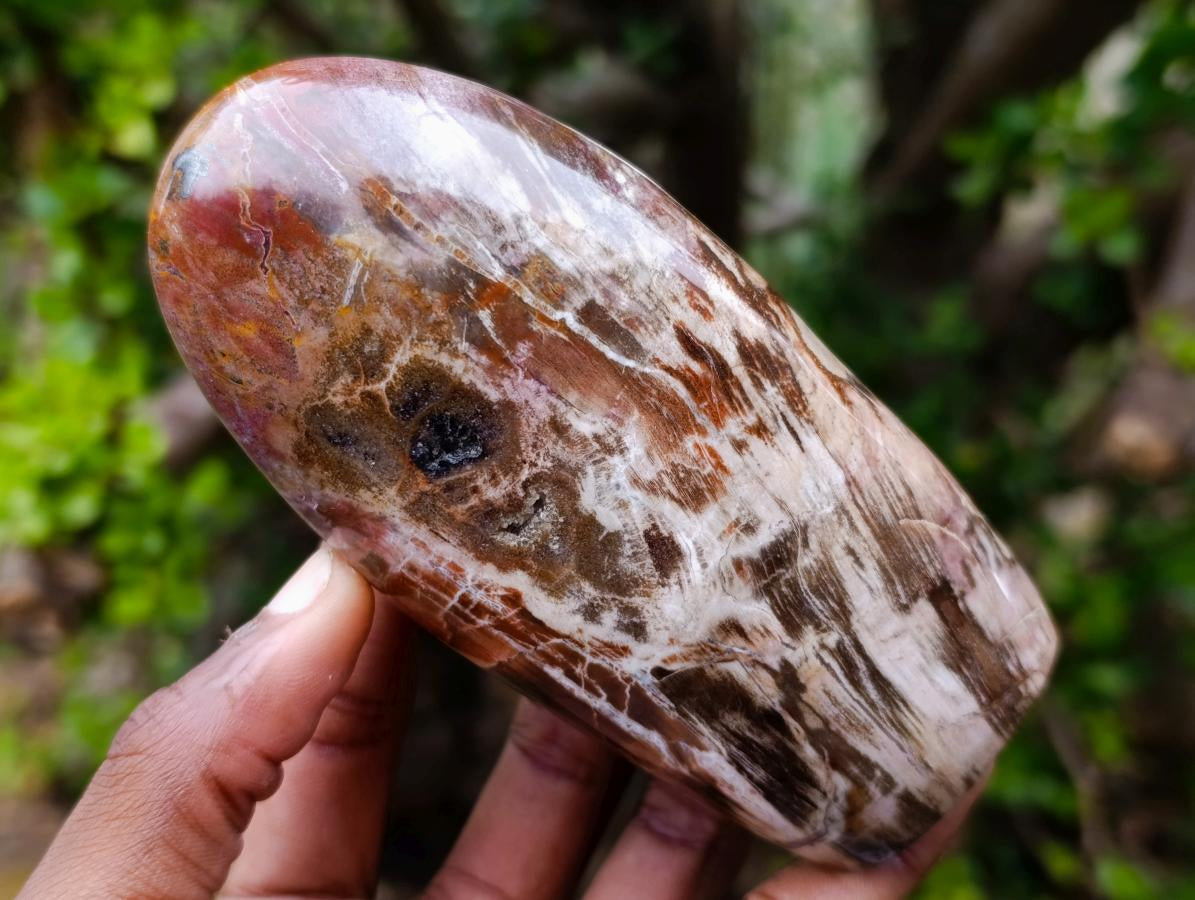 Polished Red Podocarpus Petrified Wood Standing Display Pieces x 4 From Mahajanga, Madagascar - Toprock Gemstones and Minerals 