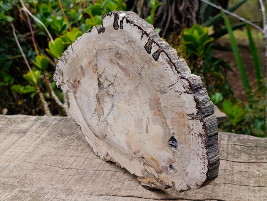 Polished and Natural XL Podocarpus Petrified Wood Sliced Plaque x 1 From Mahajanga, Madagascar - Toprock Gemstones and Minerals 