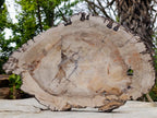 Polished and Natural XL Podocarpus Petrified Wood Sliced Plaque x 1 From Mahajanga, Madagascar - Toprock Gemstones and Minerals 
