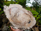 Polished and Natural XL Podocarpus Petrified Wood Sliced Plaque x 1 From Mahajanga, Madagascar - Toprock Gemstones and Minerals 
