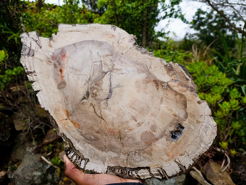 Polished and Natural XL Podocarpus Petrified Wood Sliced Plaque x 1 From Mahajanga, Madagascar - Toprock Gemstones and Minerals 