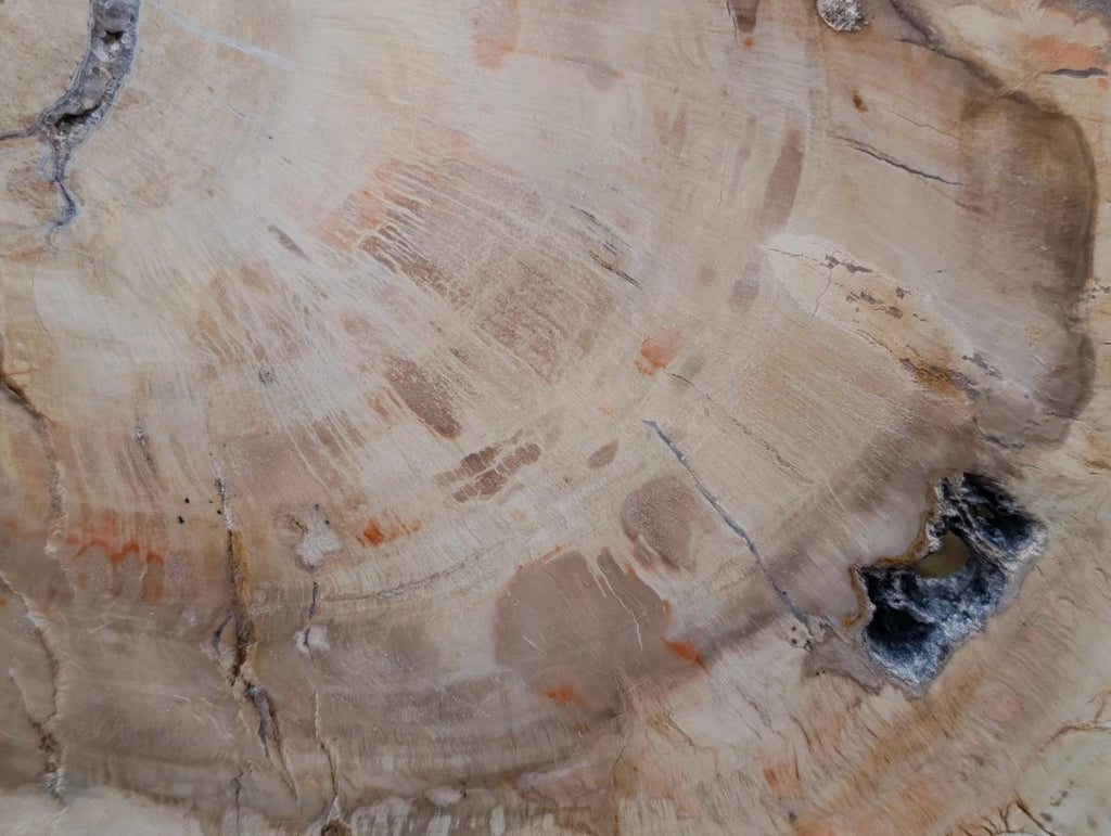 Polished and Natural XL Podocarpus Petrified Wood Sliced Plaque x 1 From Mahajanga, Madagascar - Toprock Gemstones and Minerals 