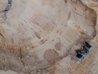Polished and Natural XL Podocarpus Petrified Wood Sliced Plaque x 1 From Mahajanga, Madagascar - Toprock Gemstones and Minerals 
