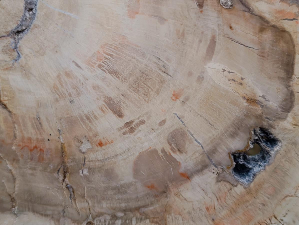Polished and Natural XL Podocarpus Petrified Wood Sliced Plaque x 1 From Mahajanga, Madagascar - Toprock Gemstones and Minerals 