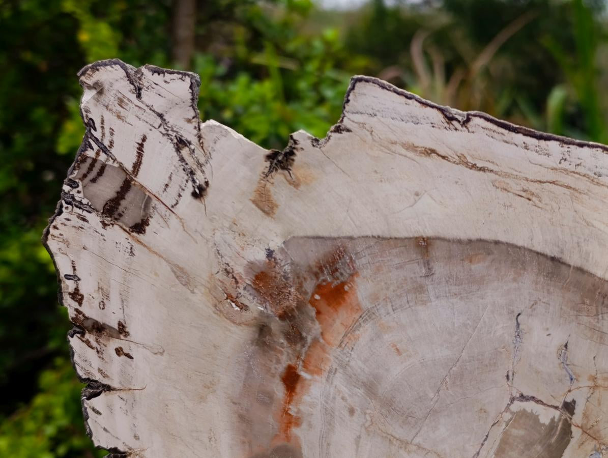 Polished and Natural XL Podocarpus Petrified Wood Sliced Plaque x 1 From Mahajanga, Madagascar - Toprock Gemstones and Minerals 