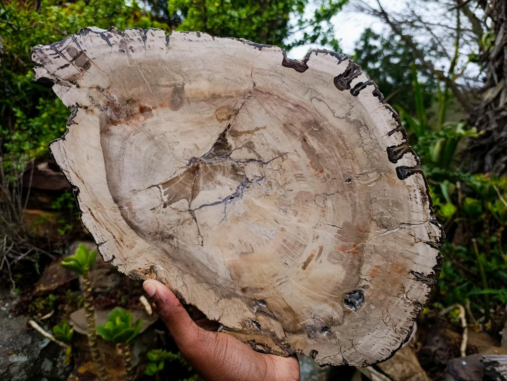 Polished and Natural XL Podocarpus Petrified Wood Sliced Plaque x 1 From Mahajanga, Madagascar - Toprock Gemstones and Minerals 
