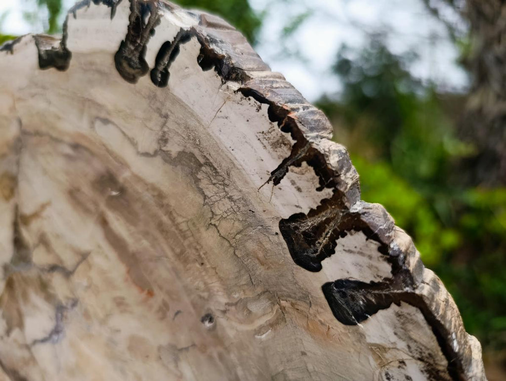Polished and Natural XL Podocarpus Petrified Wood Sliced Plaque x 1 From Mahajanga, Madagascar - Toprock Gemstones and Minerals 