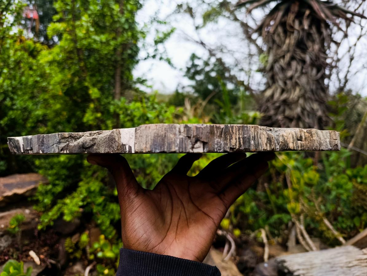 Polished and Natural XL Podocarpus Petrified Wood Sliced Plaque x 1 From Mahajanga, Madagascar - Toprock Gemstones and Minerals 