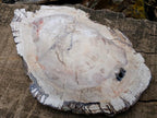 Polished and Natural XL Podocarpus Petrified Wood Sliced Plaque x 1 From Mahajanga, Madagascar - Toprock Gemstones and Minerals 