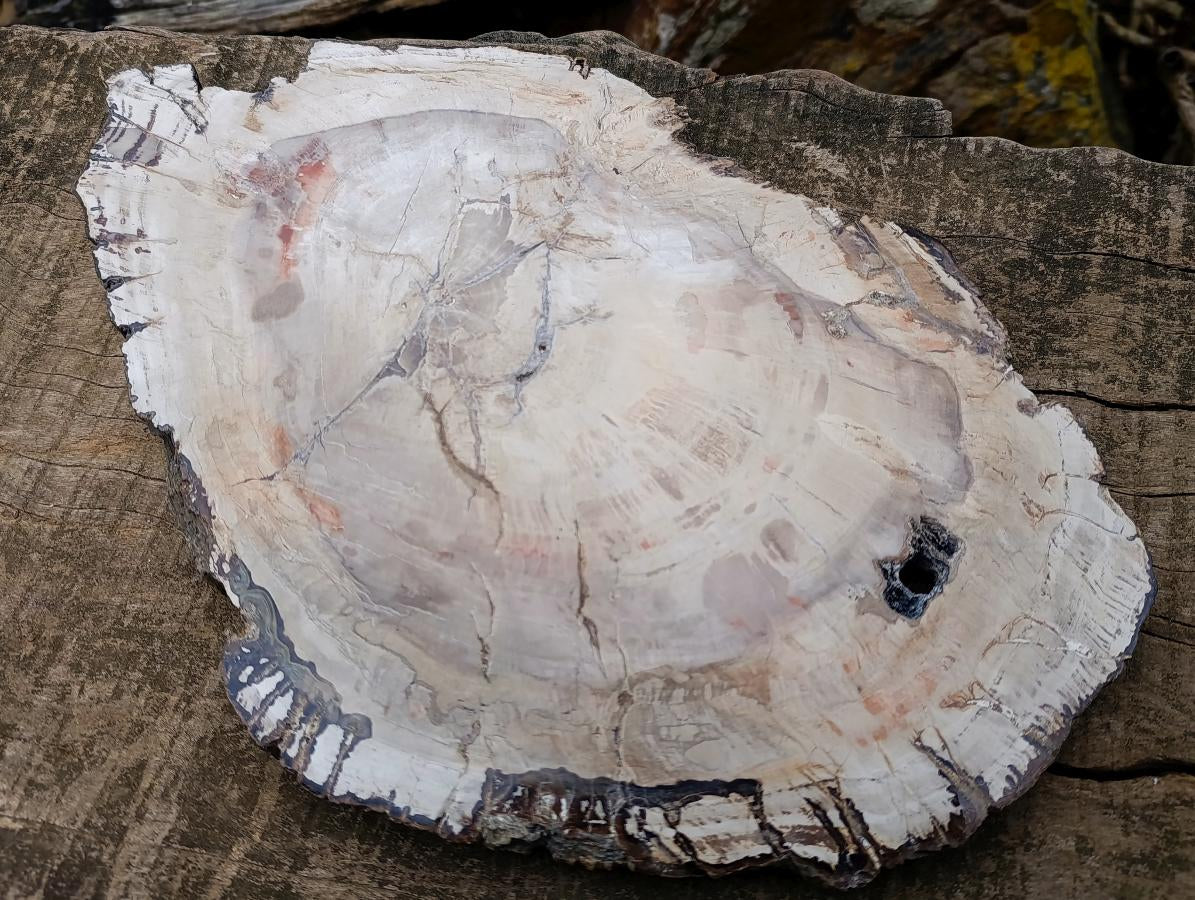 Polished and Natural XL Podocarpus Petrified Wood Sliced Plaque x 1 From Mahajanga, Madagascar - Toprock Gemstones and Minerals 