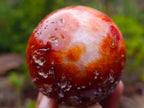 Polished and Natural Carnelian Agate Gemstone Spheres x 3 From Madagascar - Toprock Gemstones and Minerals 