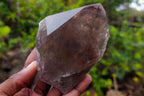 Natural Smokey Quartz and Clear Smokey Quartz Crystals x 6 From Zomba Plateau, Malawi - Toprock Gemstones and Minerals 