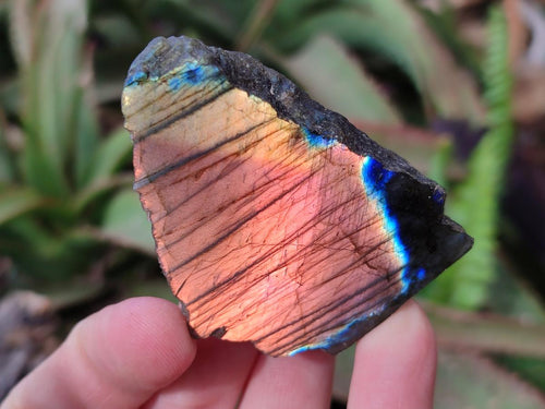 Polished One Side Labradorite Slices x 26 From Madagascar - Toprock Gemstones and Minerals 