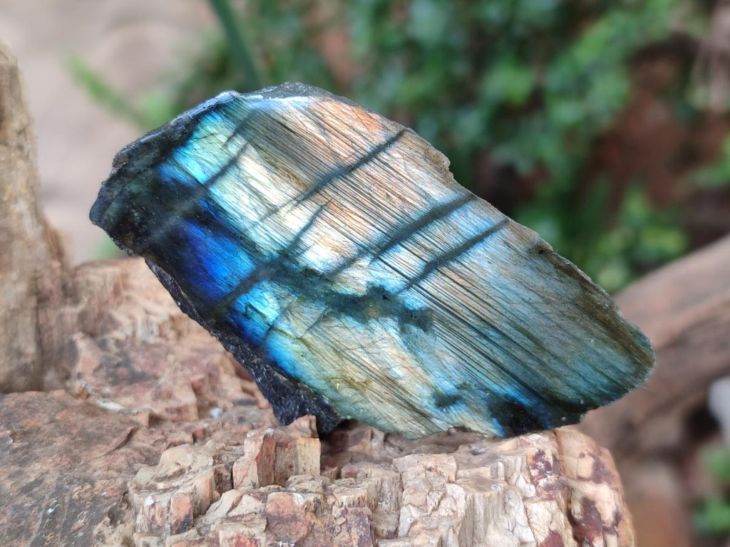 Polished One Side Labradorite Slices x 26 From Madagascar - Toprock Gemstones and Minerals 