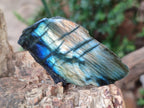 Polished One Side Labradorite Slices x 26 From Madagascar - Toprock Gemstones and Minerals 