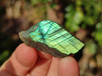 Polished One Side Labradorite Slices x 26 From Madagascar - Toprock Gemstones and Minerals 