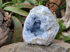 Natural Large Blue Celestite Geode Specimen x 1 From Sakoany, Madagascar - Toprock Gemstones and Minerals 