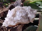 Natural Malagasy Quartz Clusters x 6 From Madagascar - Toprock Gemstones and Minerals 
