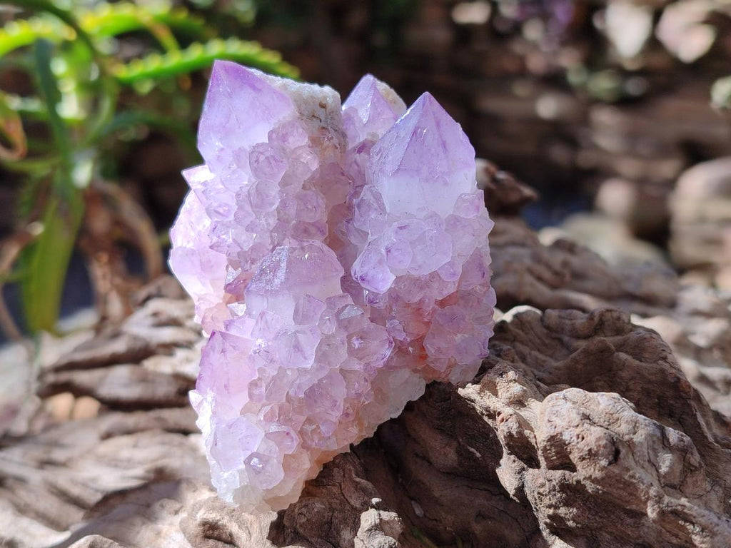Natural Spirit Amethyst Clusters x 6 From Boekenhouthoek, South Africa - Toprock Gemstones and Minerals 