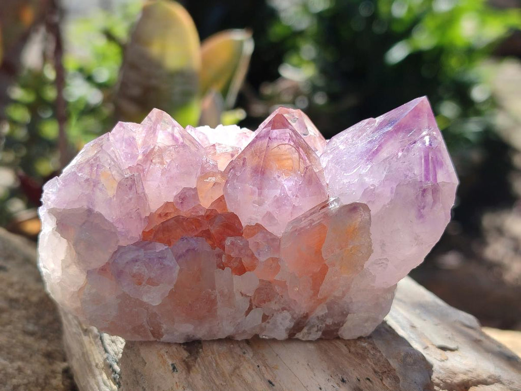 Natural Spirit Amethyst Clusters x 6 From Boekenhouthoek, South Africa - Toprock Gemstones and Minerals 