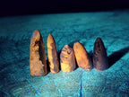 Natural Belemnite Rostrum Fossils x 2.1 Kg Lot From Madagascar - Toprock Gemstones and Minerals 
