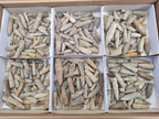 Natural Belemnite Rostrum Fossils x 2.1 Kg Lot From Madagascar - Toprock Gemstones and Minerals 