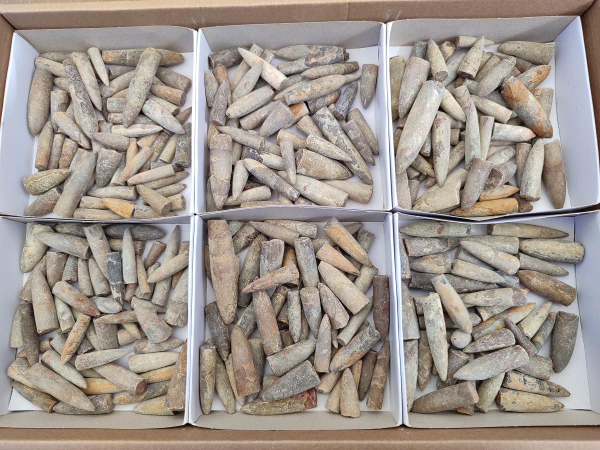 Natural Belemnite Rostrum Fossils x 2.1 Kg Lot From Madagascar - Toprock Gemstones and Minerals 