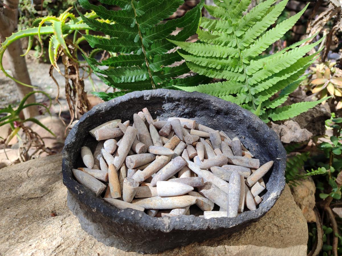 Natural Belemnite Rostrum Fossils x 2.1 Kg Lot From Madagascar - Toprock Gemstones and Minerals 