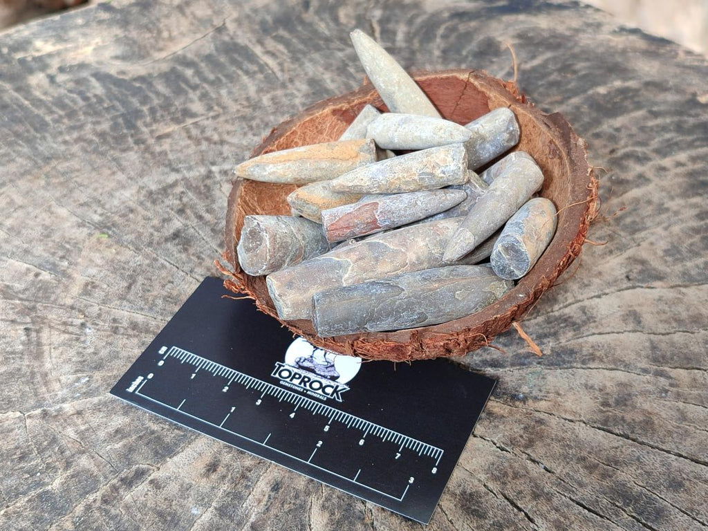 Natural Belemnite Rostrum Fossils x 2.1 Kg Lot From Madagascar - Toprock Gemstones and Minerals 