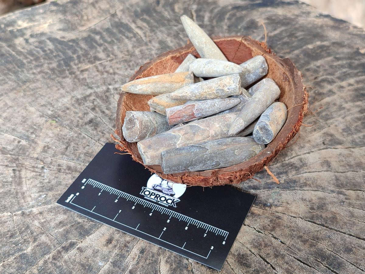 Natural Belemnite Rostrum Fossils x 2.1 Kg Lot From Madagascar - Toprock Gemstones and Minerals 