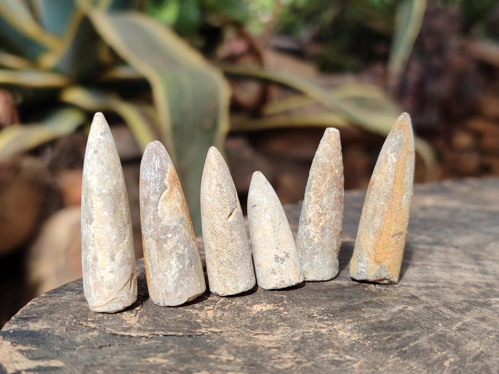 Natural Belemnite Rostrum Fossils x 2.1 Kg Lot From Madagascar - Toprock Gemstones and Minerals 