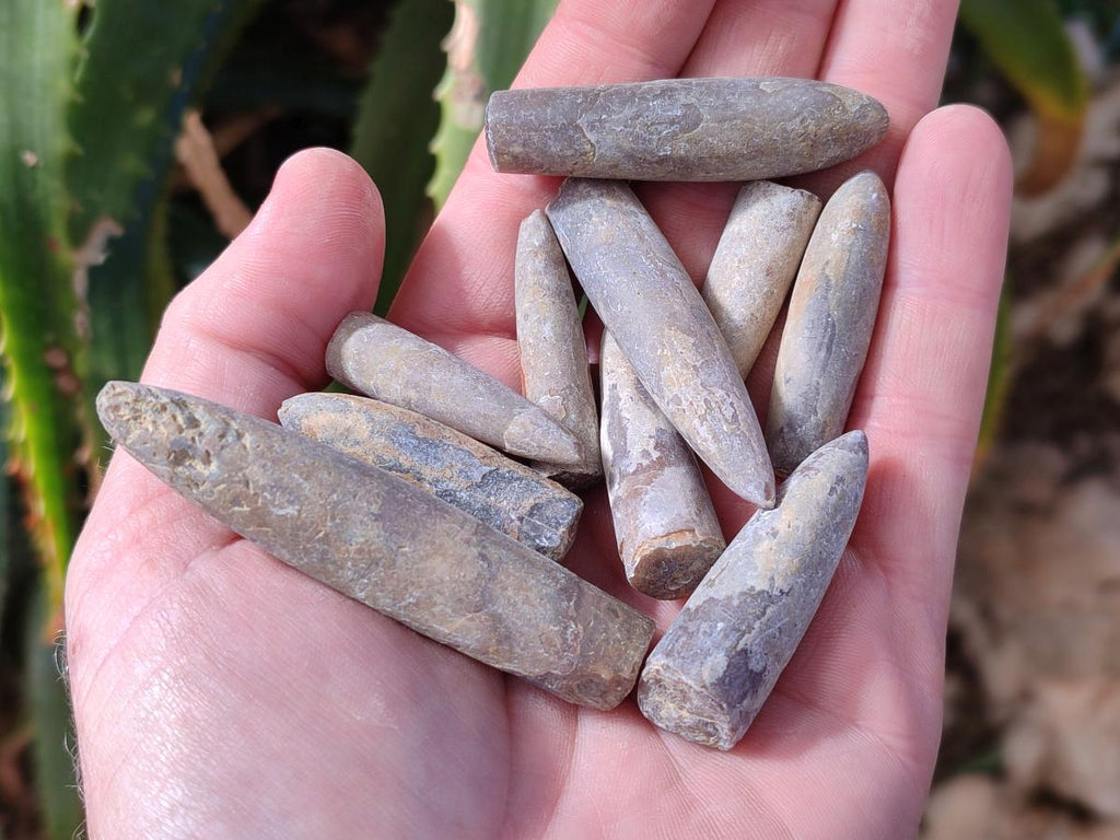 Natural Belemnite Rostrum Fossils x 2.1 Kg Lot From Madagascar - Toprock Gemstones and Minerals 