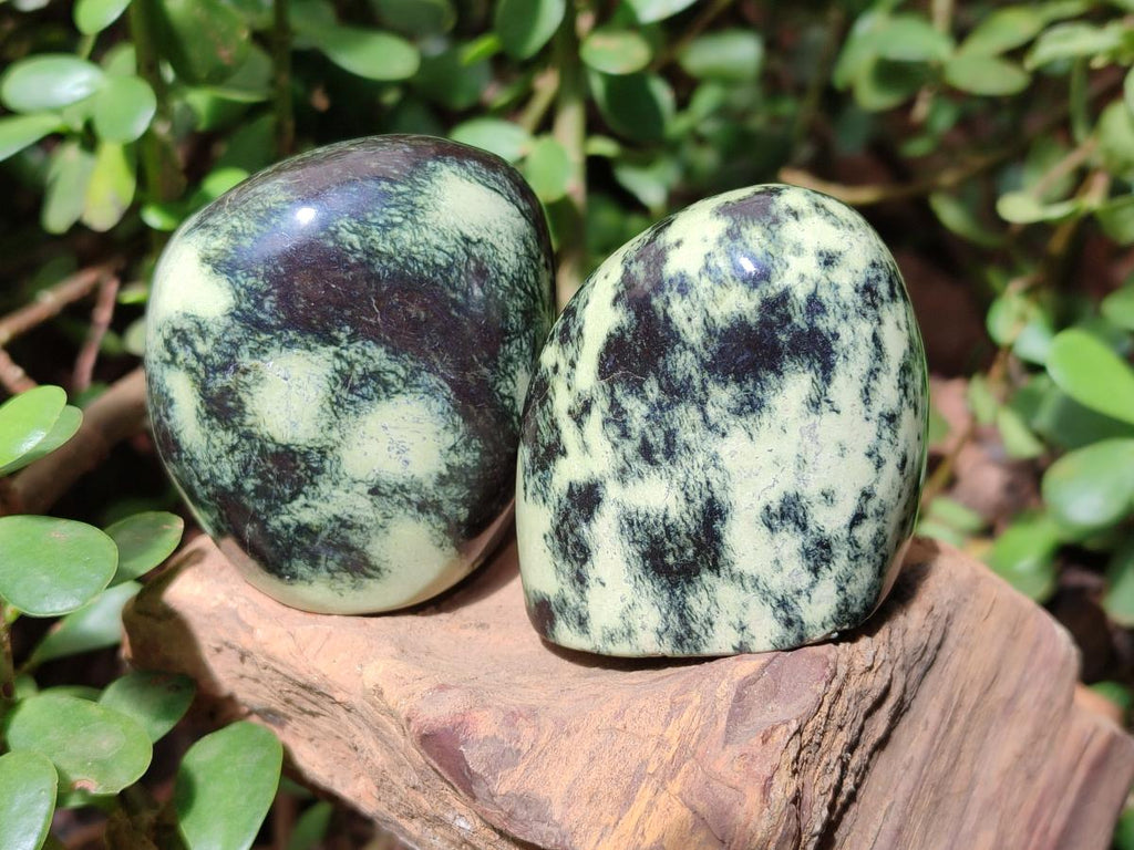 Polished Leopard Stone Standing Display Pieces x 6 From Zimbabwe - Toprock Gemstones and Minerals 