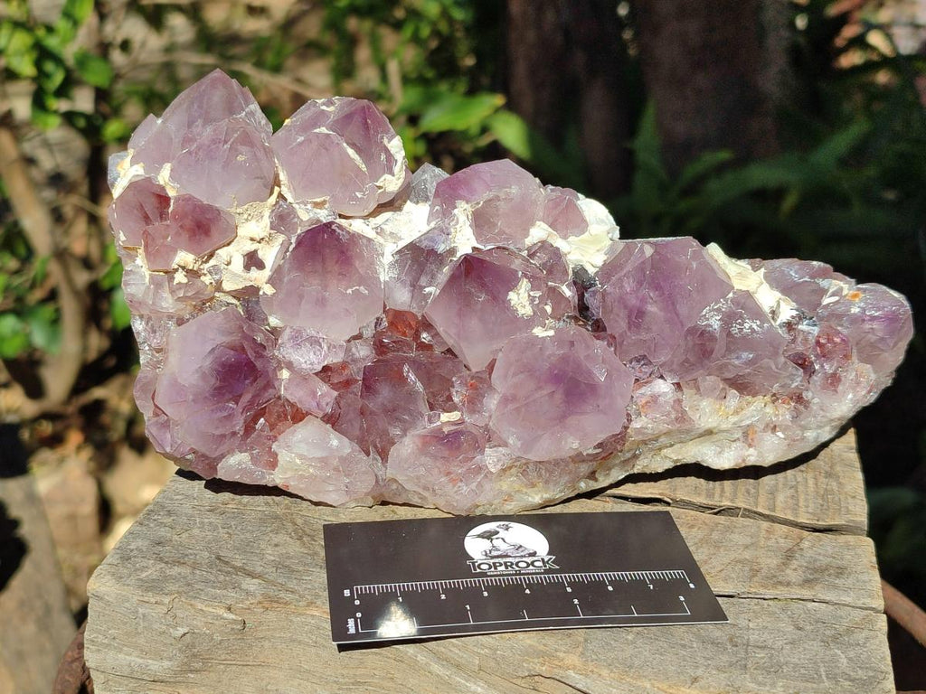 Natural Large Spirit Amethyst Cluster x 1 From Boekenhouthoek, South Africa - Toprock Gemstones and Minerals 