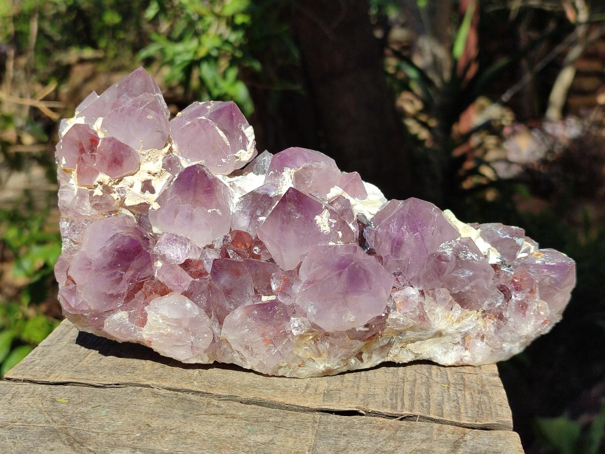 Natural Large Spirit Amethyst Cluster x 1 From Boekenhouthoek, South Africa - Toprock Gemstones and Minerals 