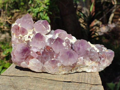 Natural Large Spirit Amethyst Cluster x 1 From Boekenhouthoek, South Africa - Toprock Gemstones and Minerals 