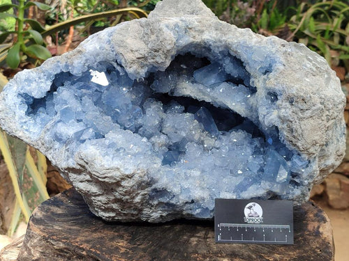 Natural XL Blue Celestite Geode Specimen x 1 From Sakoany, Madagascar - Toprock Gemstones and Minerals 