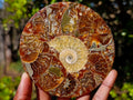 Hand Made Ammonite Conglomerate Table Coasters x 6 From Mahajanga, Madagascar - Toprock Gemstones and Minerals 