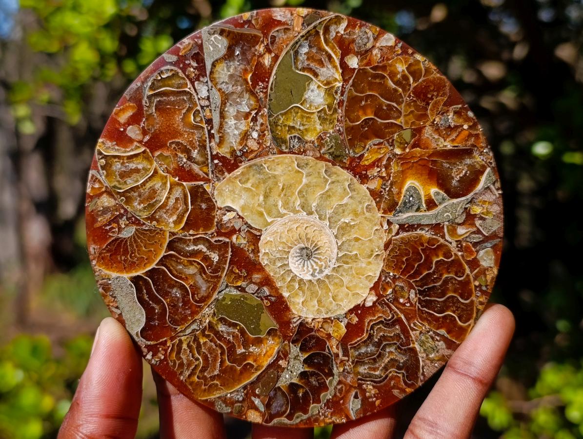 Hand Made Ammonite Conglomerate Table Coasters x 6 From Mahajanga, Madagascar - Toprock Gemstones and Minerals 