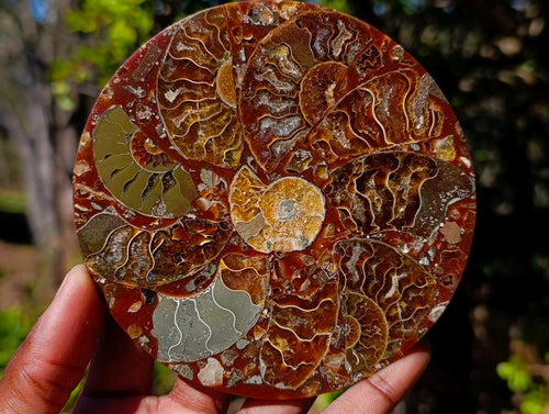 Hand Made Ammonite Conglomerate Table Coasters x 6 From Mahajanga, Madagascar - Toprock Gemstones and Minerals 