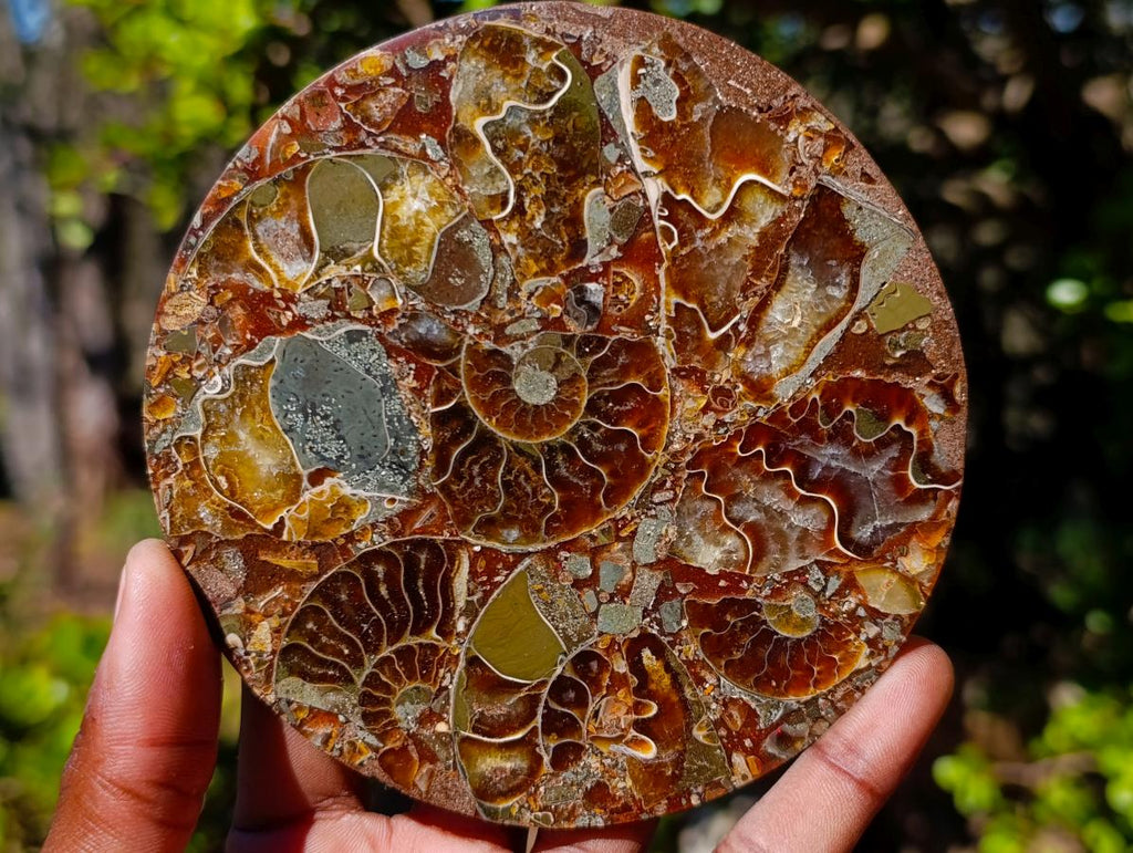 Hand Made Ammonite Conglomerate Table Coasters x 6 From Mahajanga, Madagascar - Toprock Gemstones and Minerals 