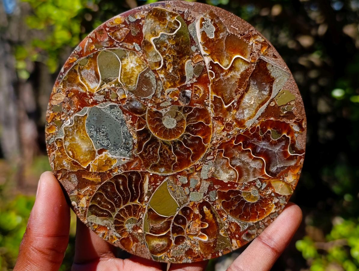 Hand Made Ammonite Conglomerate Table Coasters x 6 From Mahajanga, Madagascar - Toprock Gemstones and Minerals 