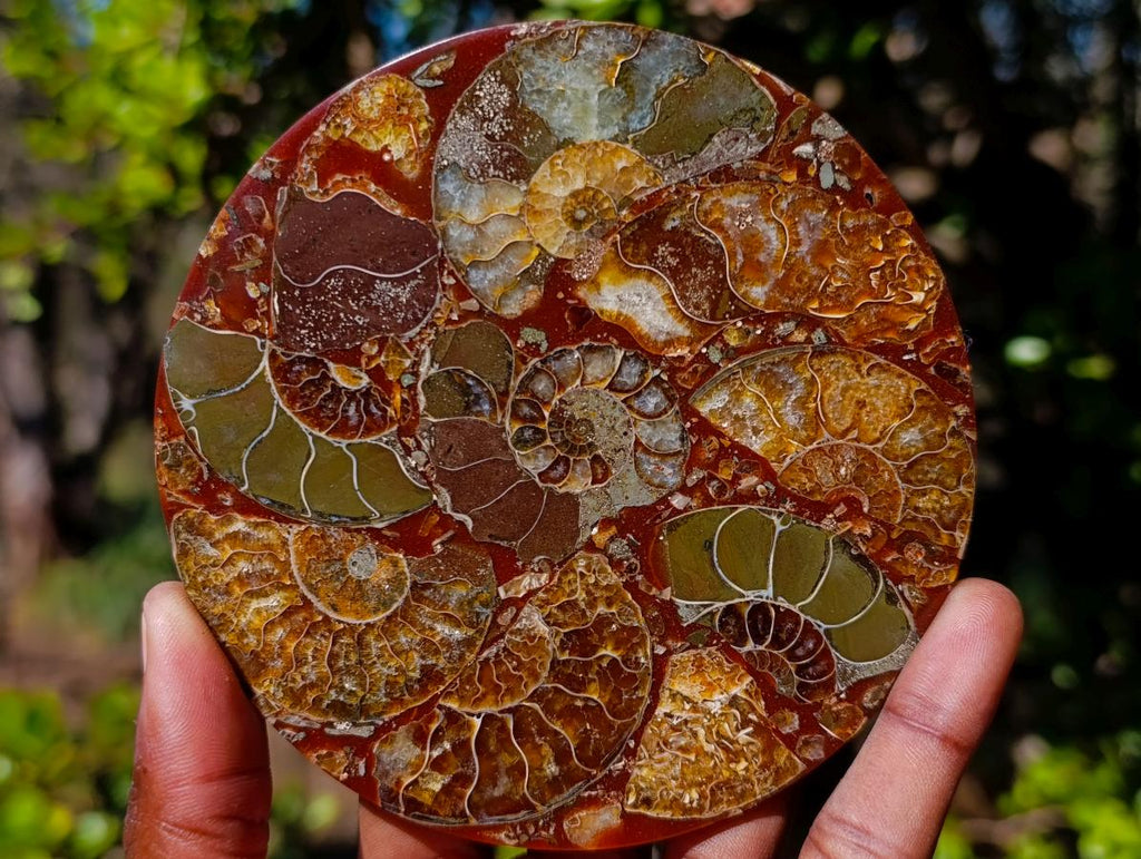 Hand Made Ammonite Conglomerate Table Coasters x 6 From Mahajanga, Madagascar - Toprock Gemstones and Minerals 