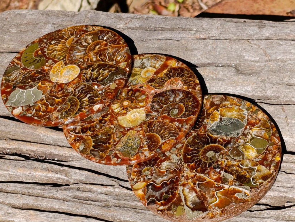 Hand Made Ammonite Conglomerate Table Coasters x 6 From Mahajanga, Madagascar - Toprock Gemstones and Minerals 