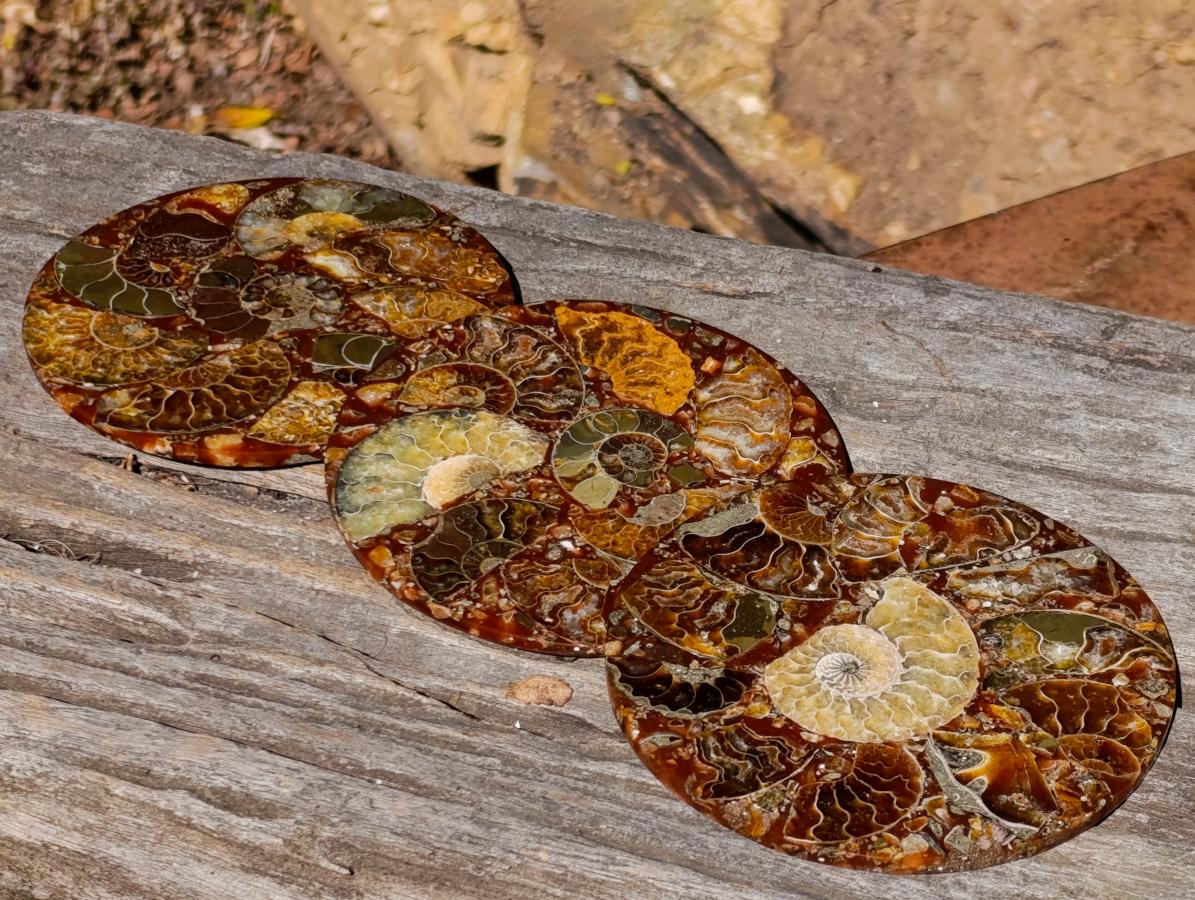 Hand Made Ammonite Conglomerate Table Coasters x 6 From Mahajanga, Madagascar - Toprock Gemstones and Minerals 