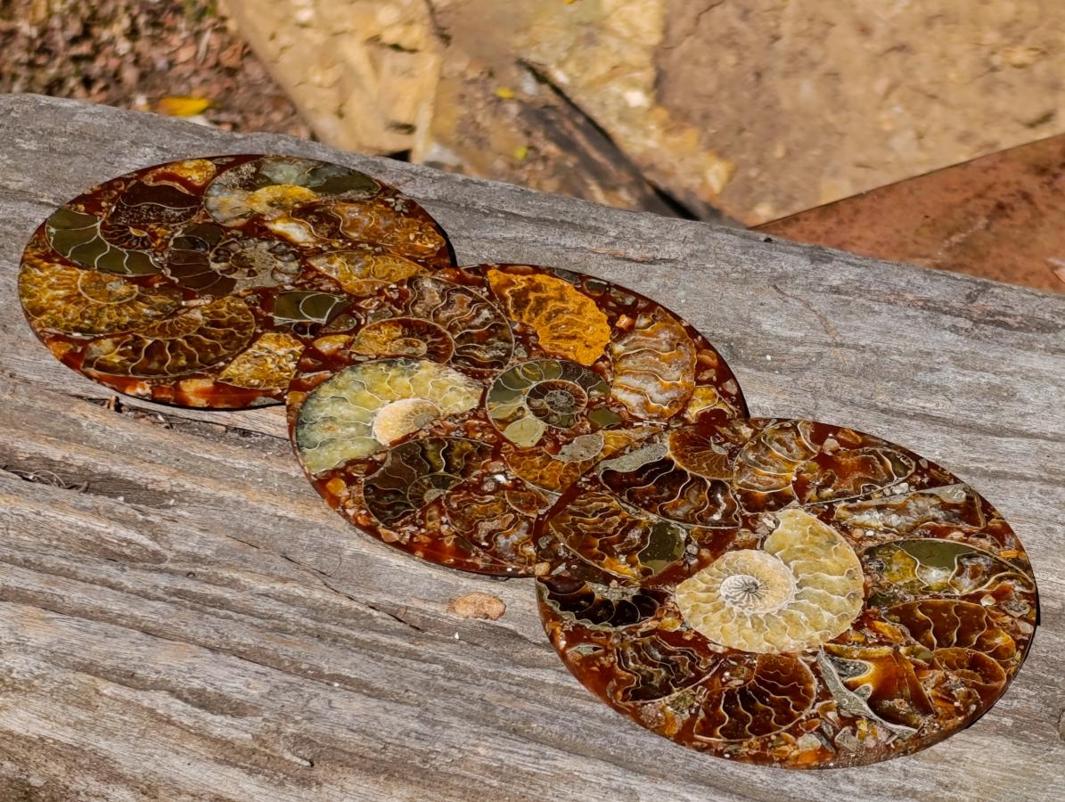 Hand Made Ammonite Conglomerate Table Coasters x 6 From Mahajanga, Madagascar - Toprock Gemstones and Minerals 