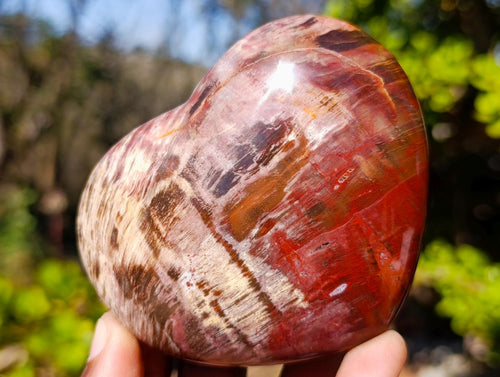 Polished Red Podocarpus Petrified Wood Hearts x 6 From Mahajanga, Madagascar - Toprock Gemstones and Minerals 