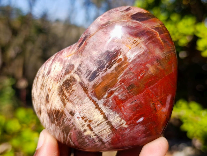 Polished Red Podocarpus Petrified Wood Hearts x 6 From Mahajanga, Madagascar - Toprock Gemstones and Minerals 